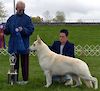 WGSDCA GCH, UKC GCH, Multi Best in Show Kerstone Vantasia Sugarloaf Major-WOW-Factor 